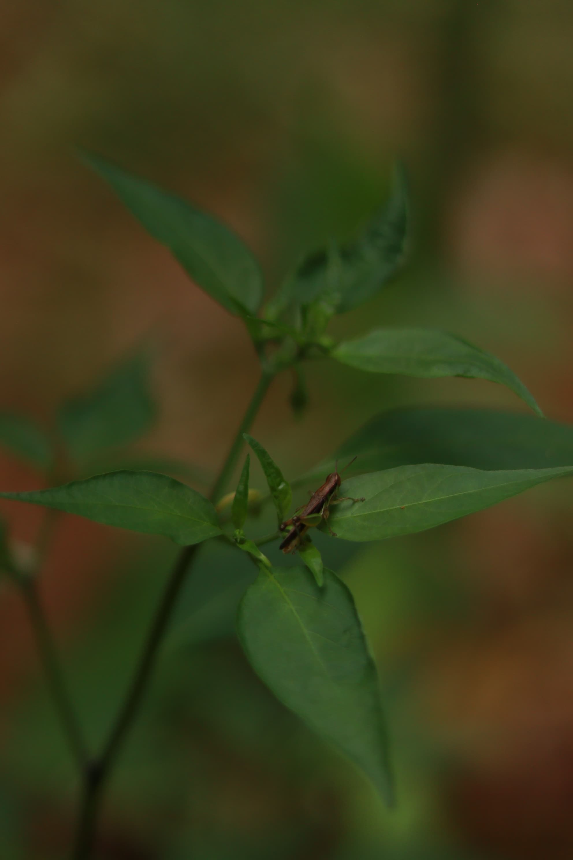Gloomy Day — IMG 8839