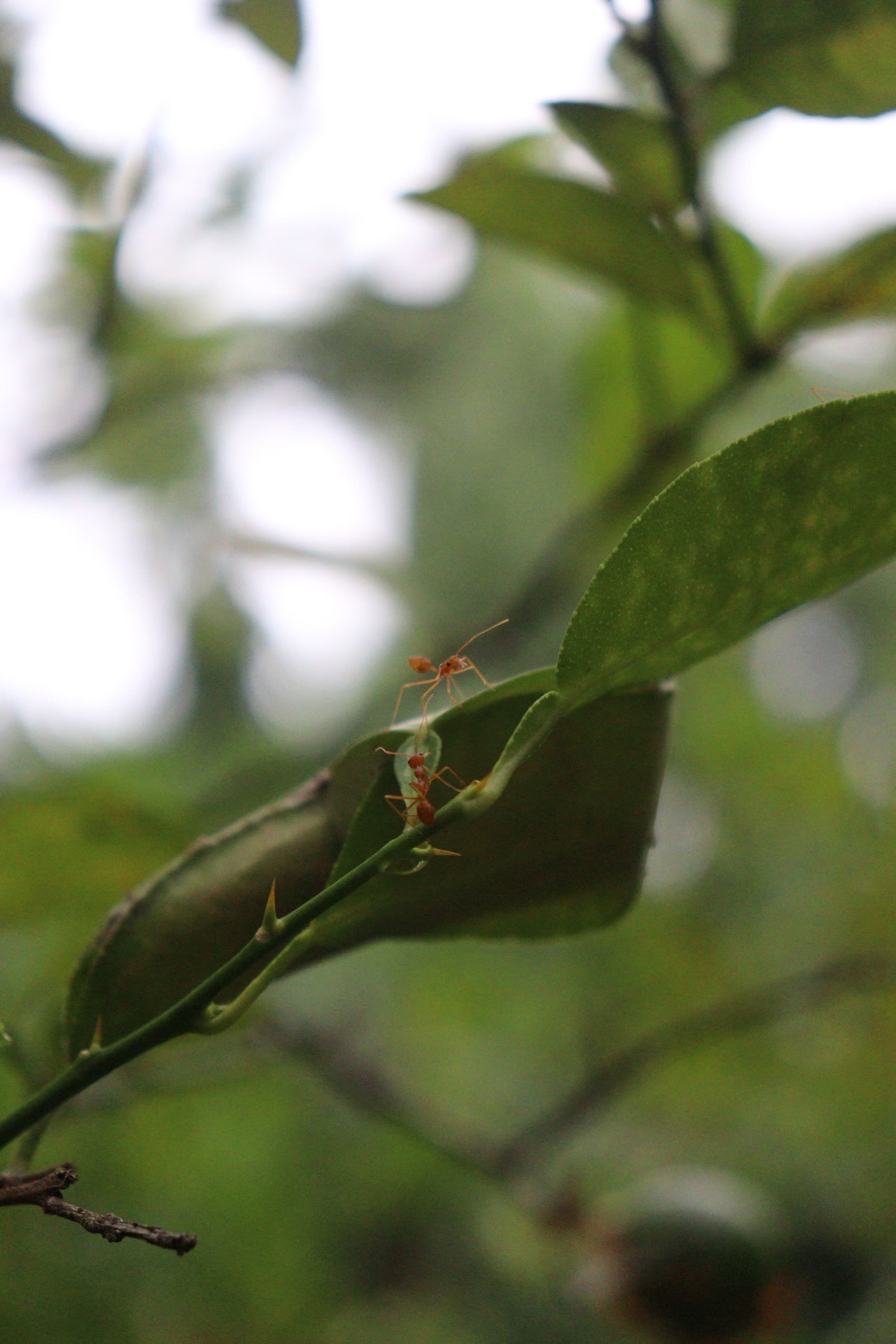Gloomy Day — IMG 8886