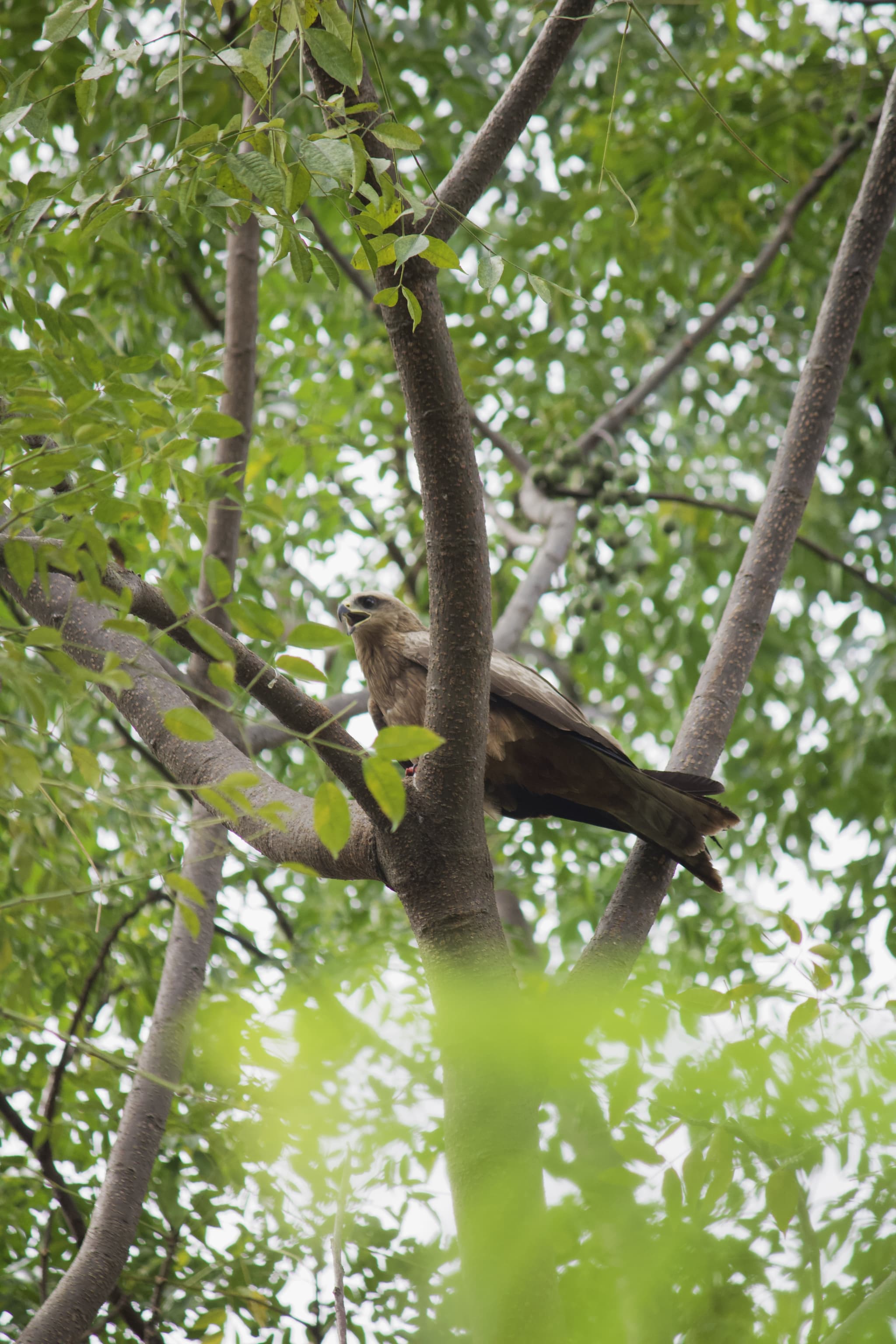 Wildlife