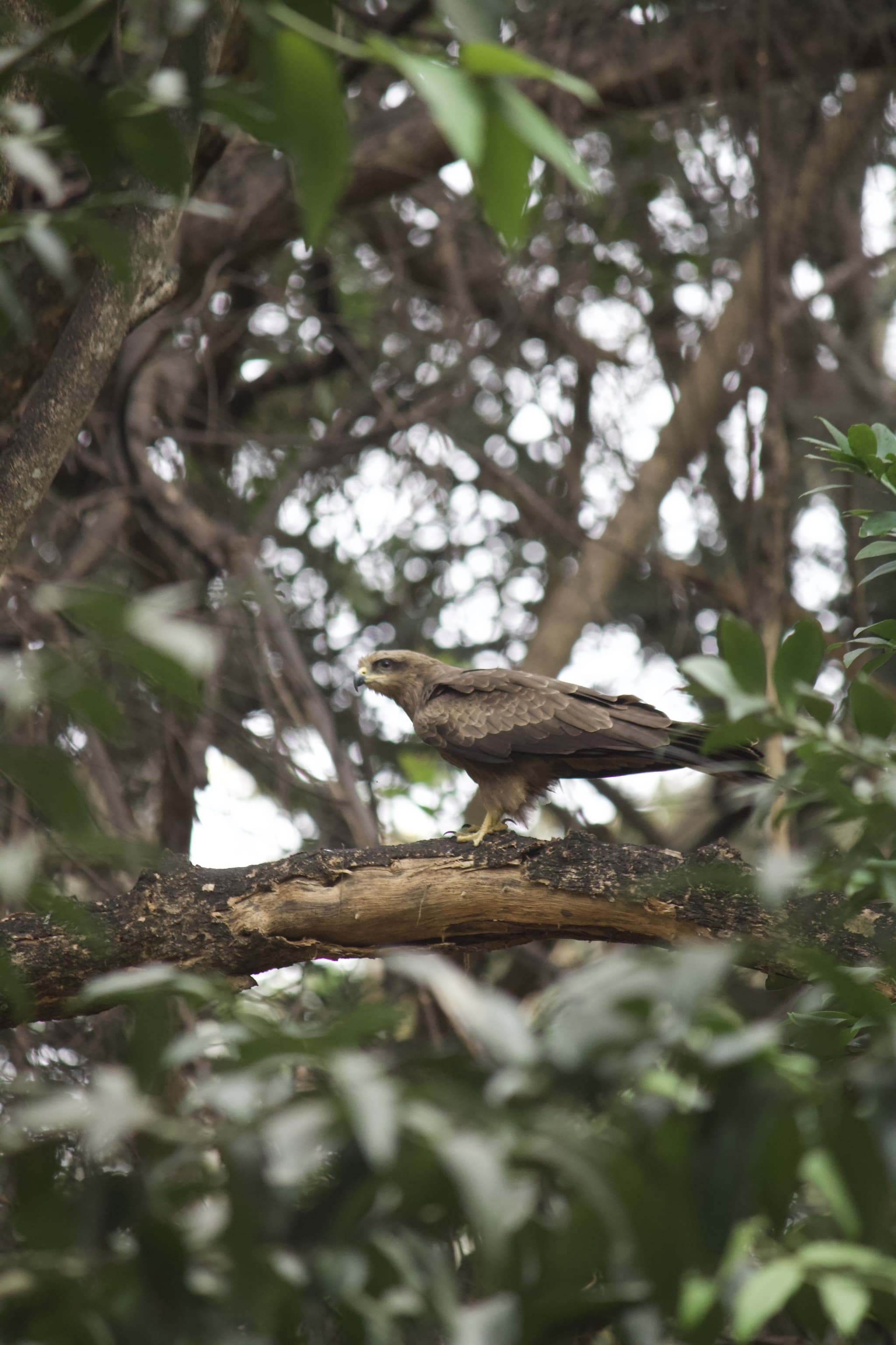 Project Black Kite — IMG 4197