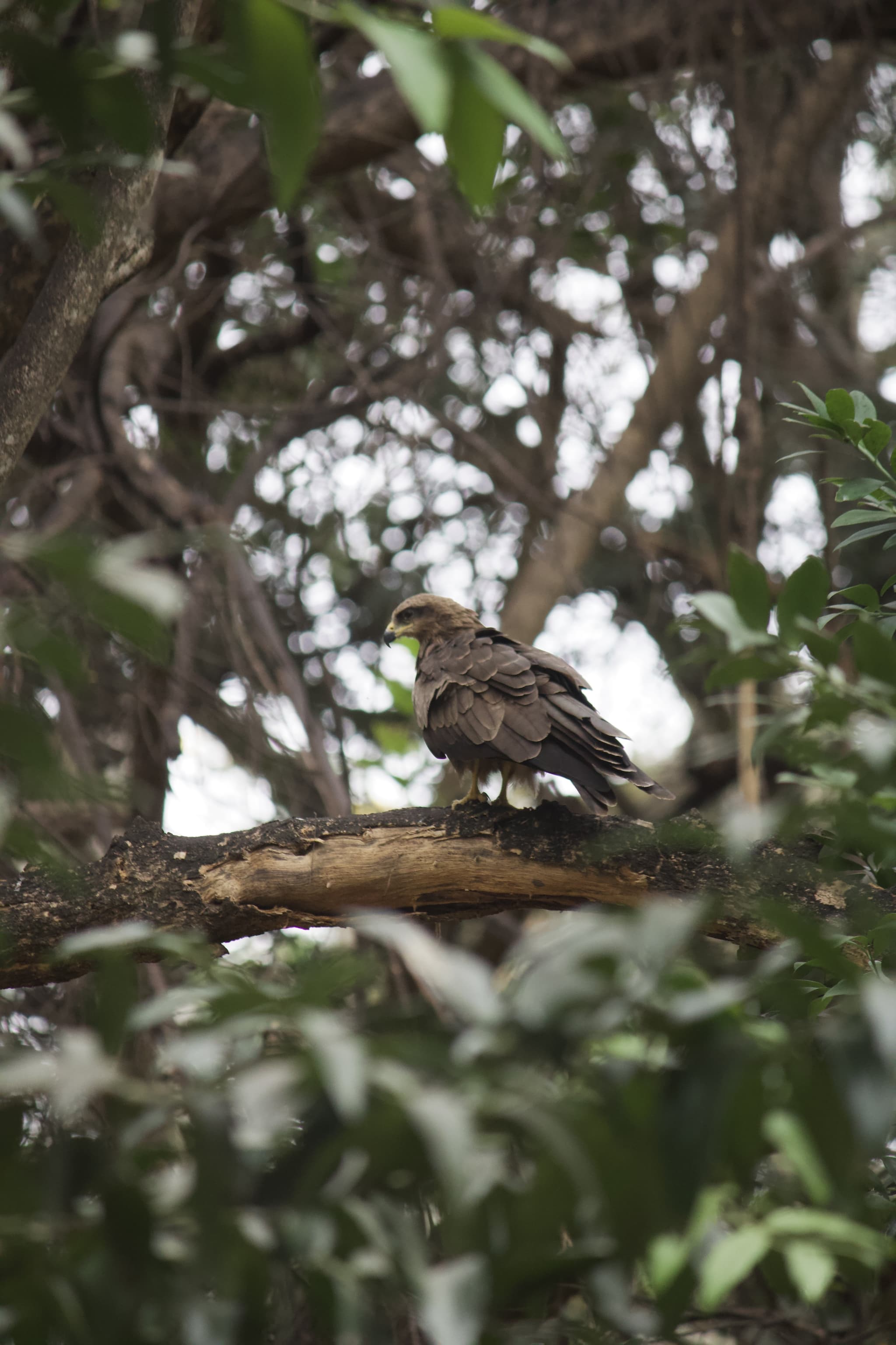Project Black Kite — IMG 4198