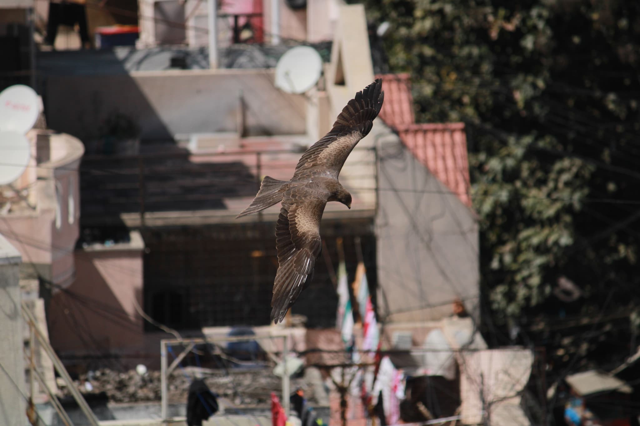 Project Black Kite — IMG 4552