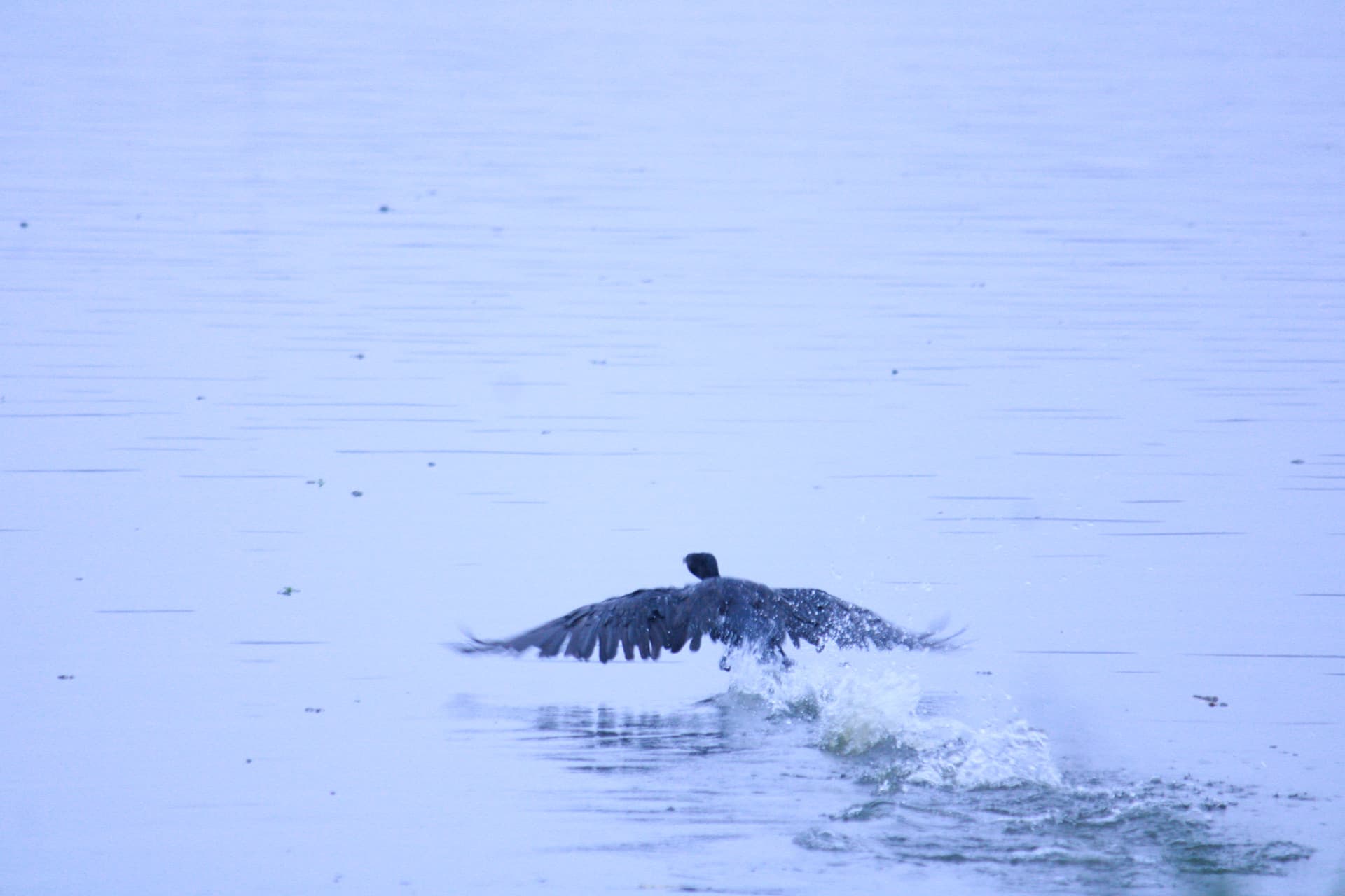Project Madiwala Lake