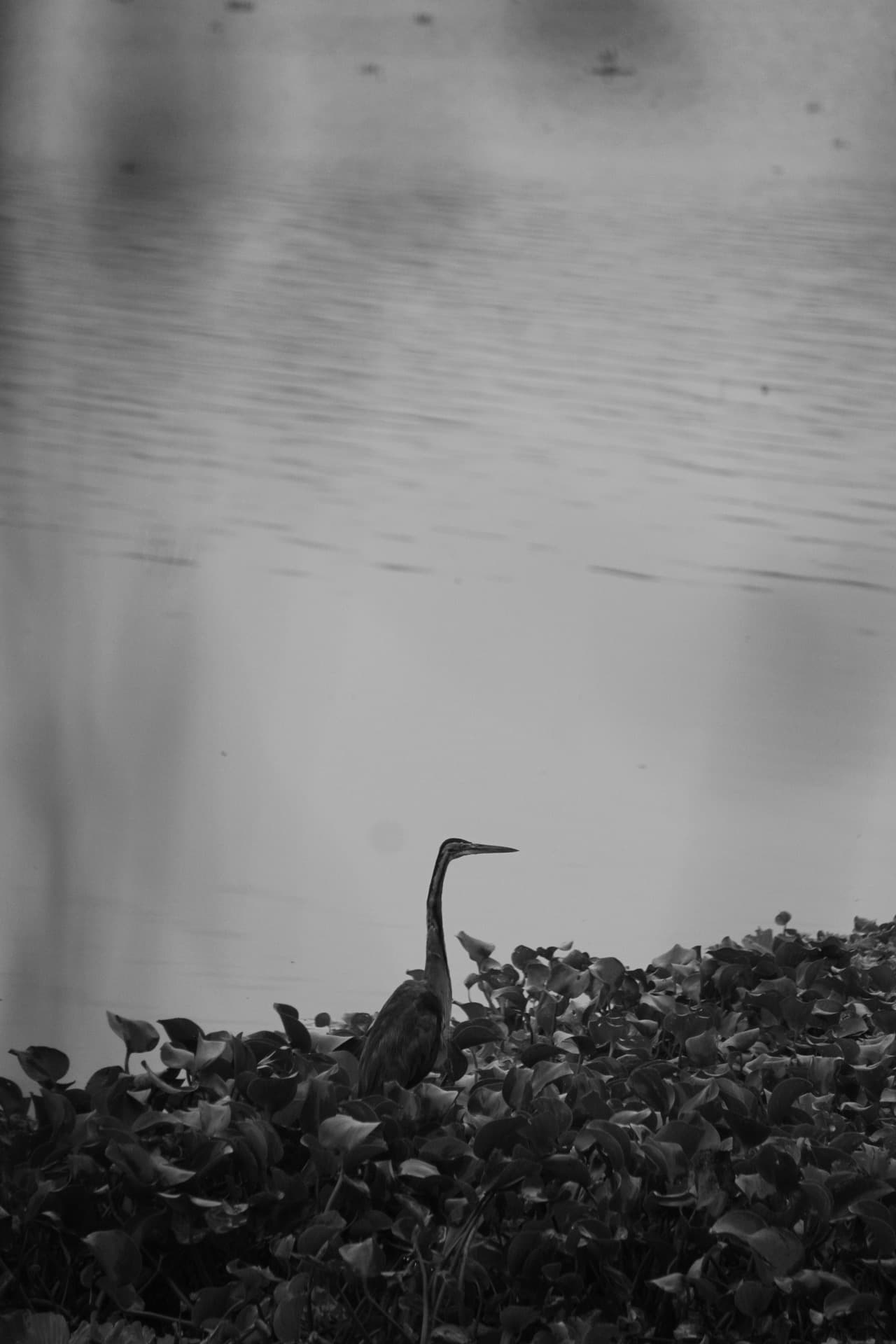 Project Madiwala Lake — IMG 3313