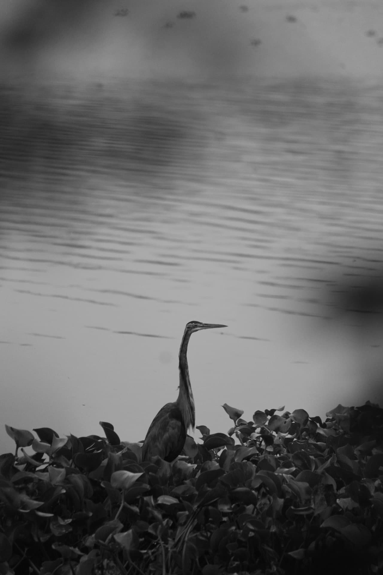 Project Madiwala Lake — IMG 3316