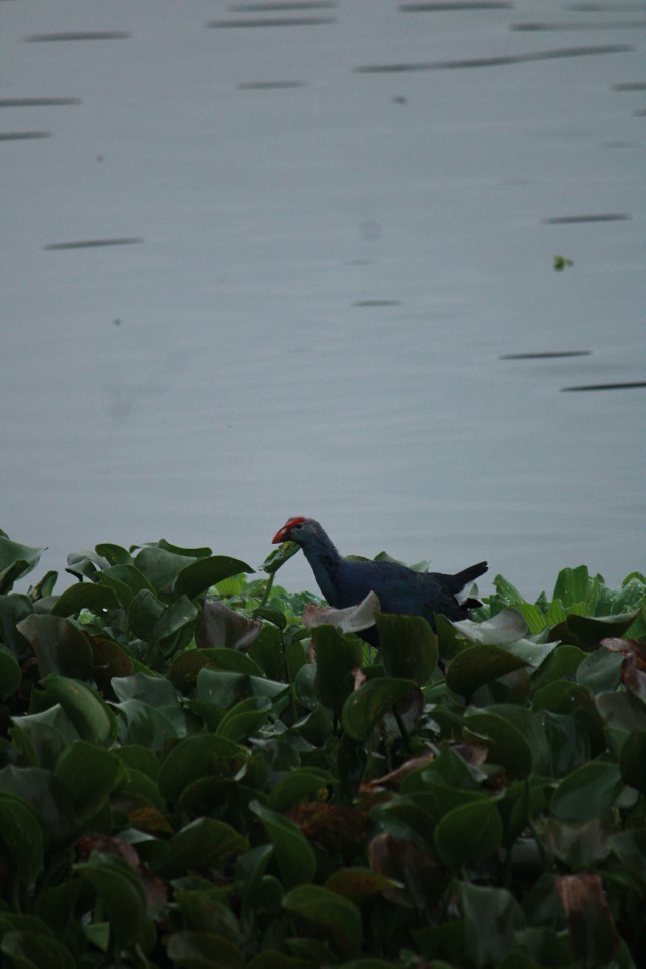 Project Madiwala Lake — IMG 3319