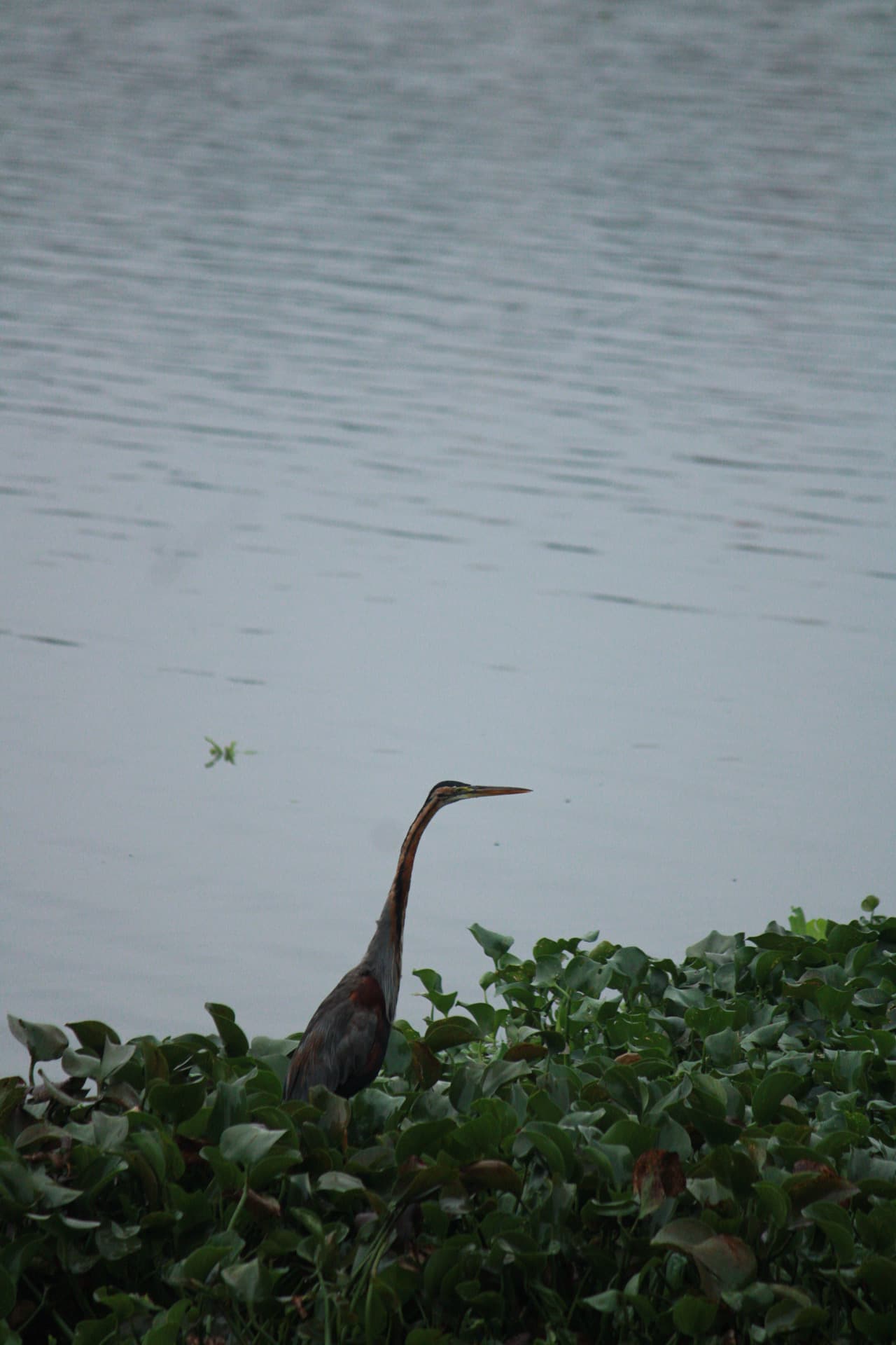 Project Madiwala Lake — IMG 3324