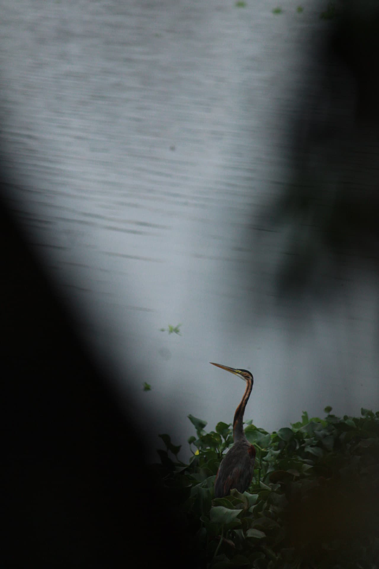 Project Madiwala Lake — IMG 3329