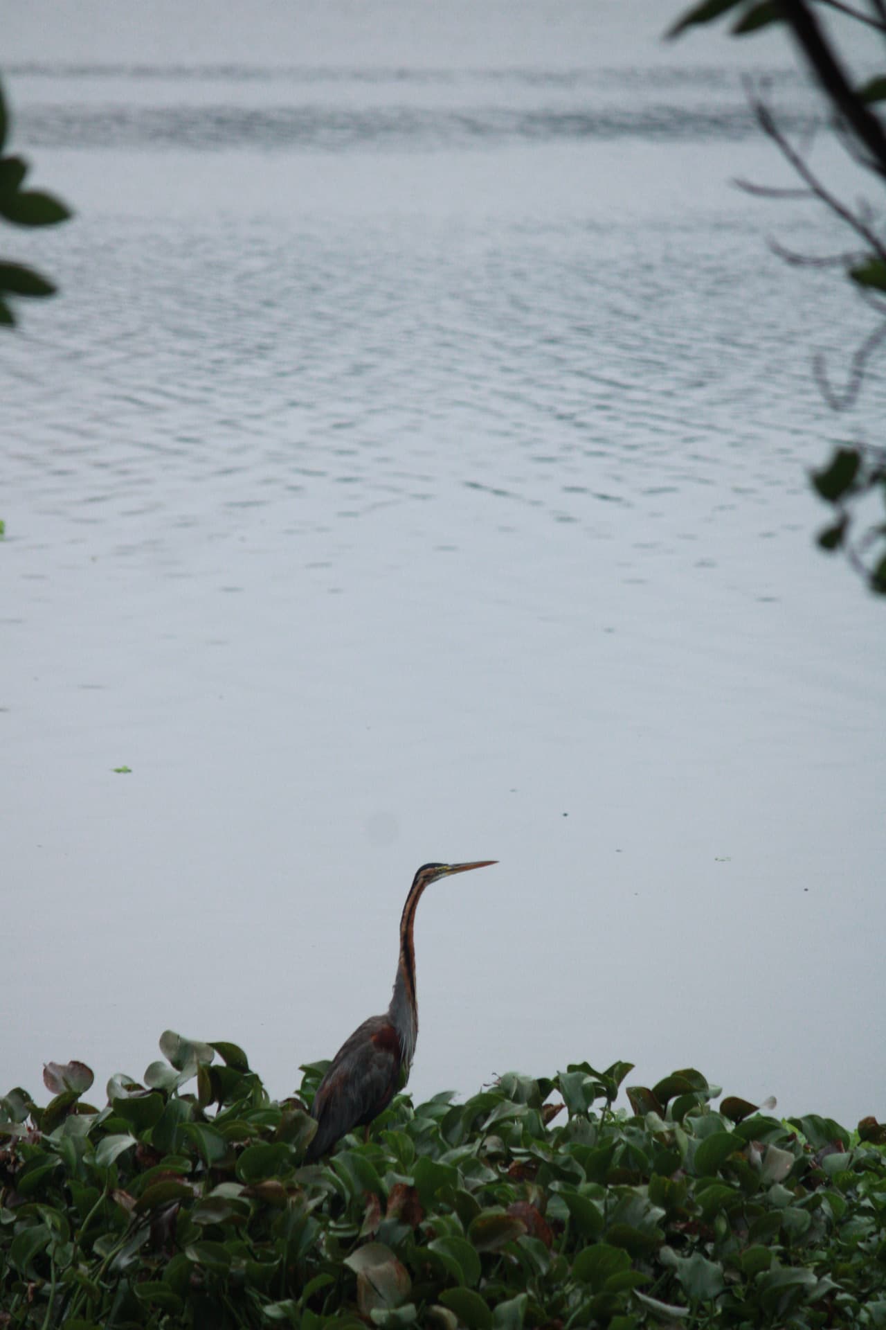 Project Madiwala Lake — IMG 3334
