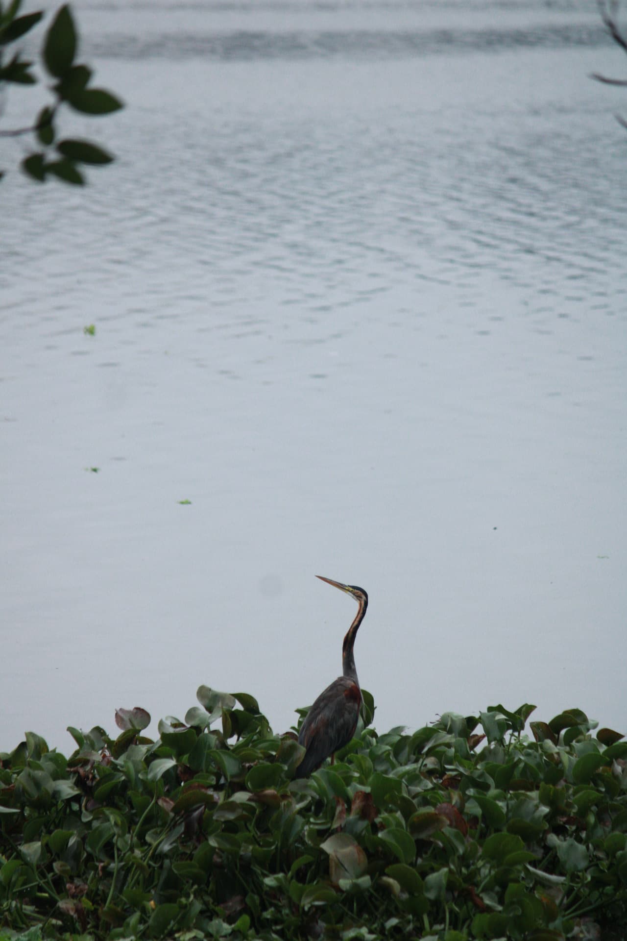 Project Madiwala Lake — IMG 3336