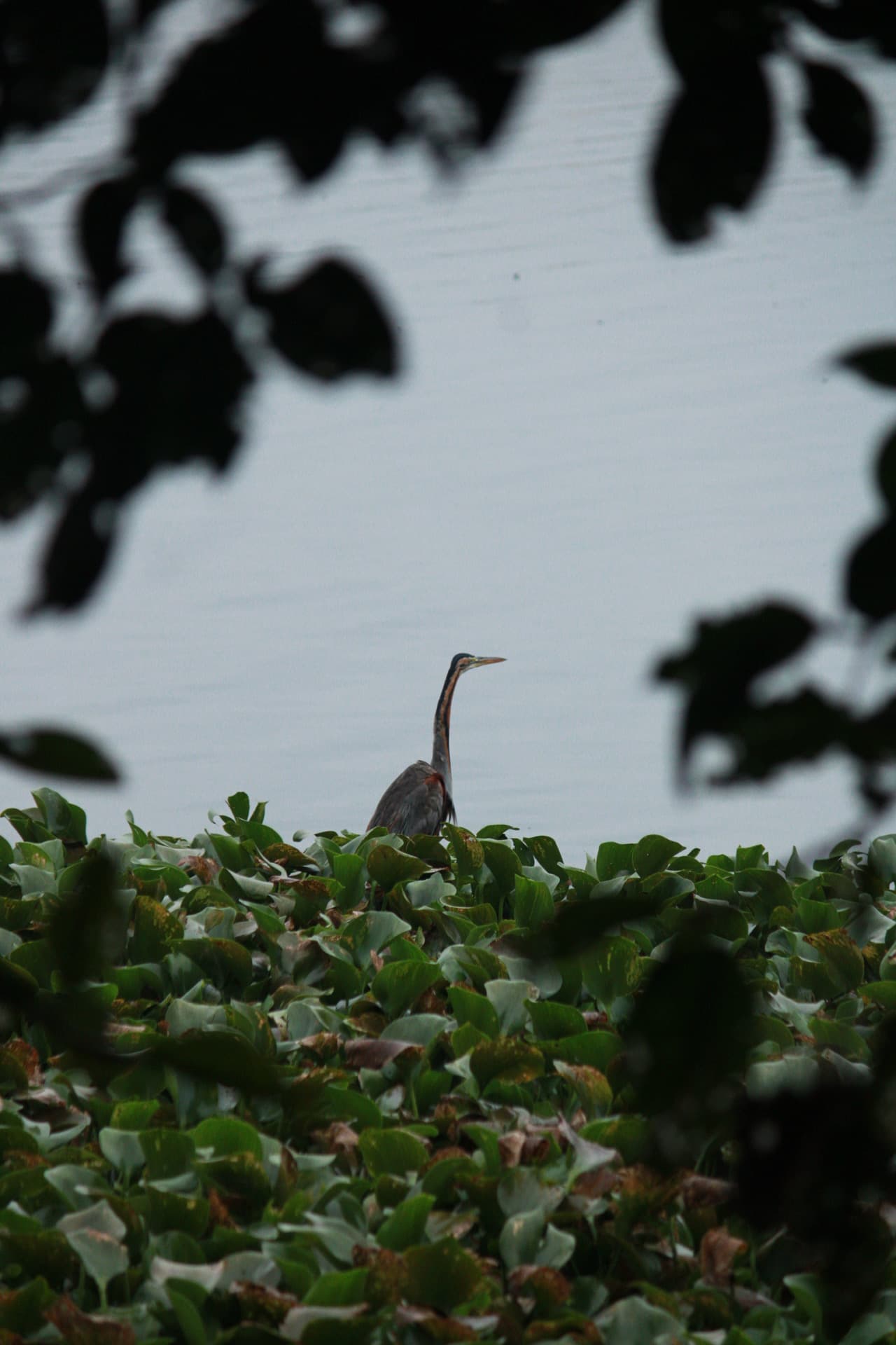 Project Madiwala Lake — IMG 3343