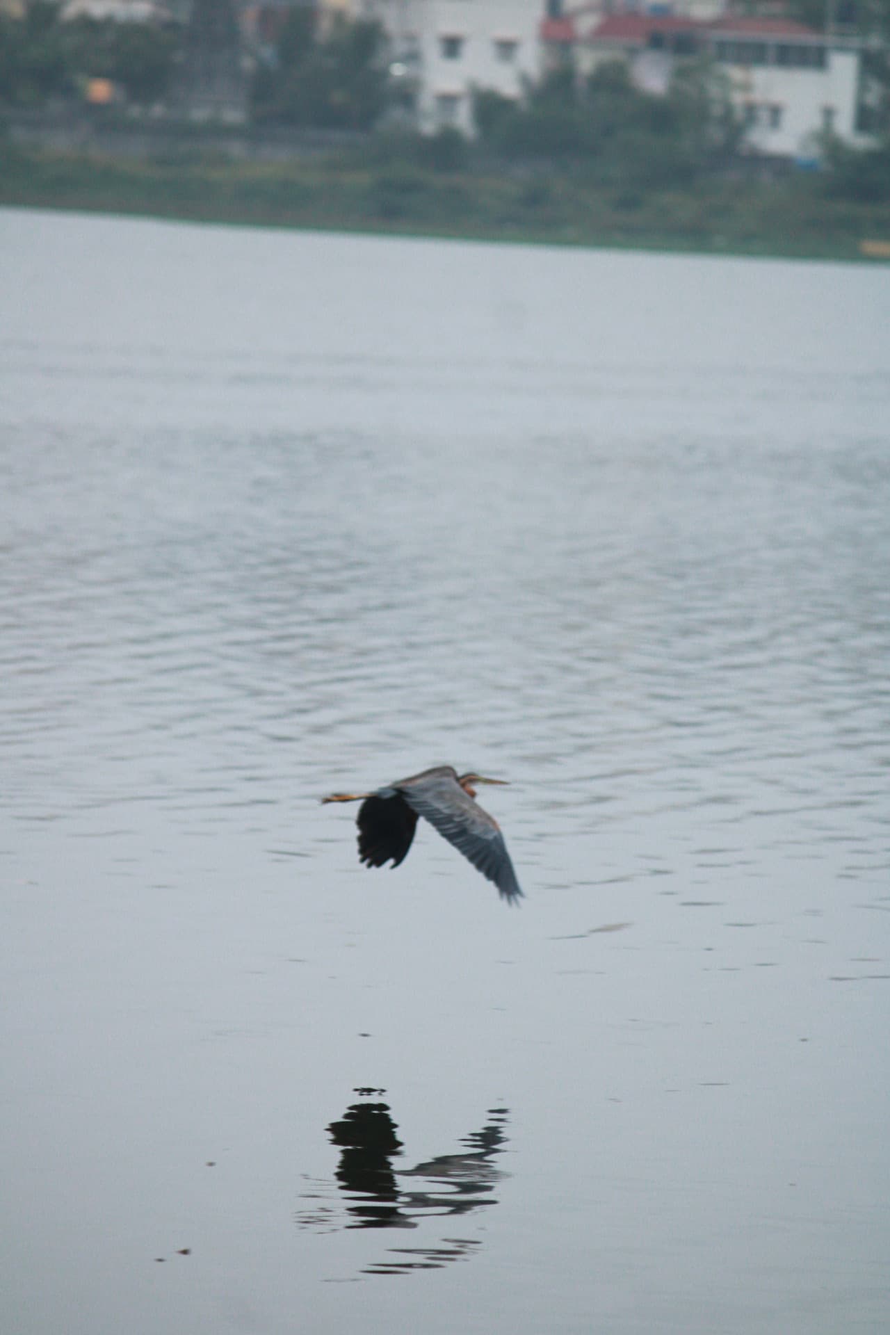 Project Madiwala Lake — IMG 3349