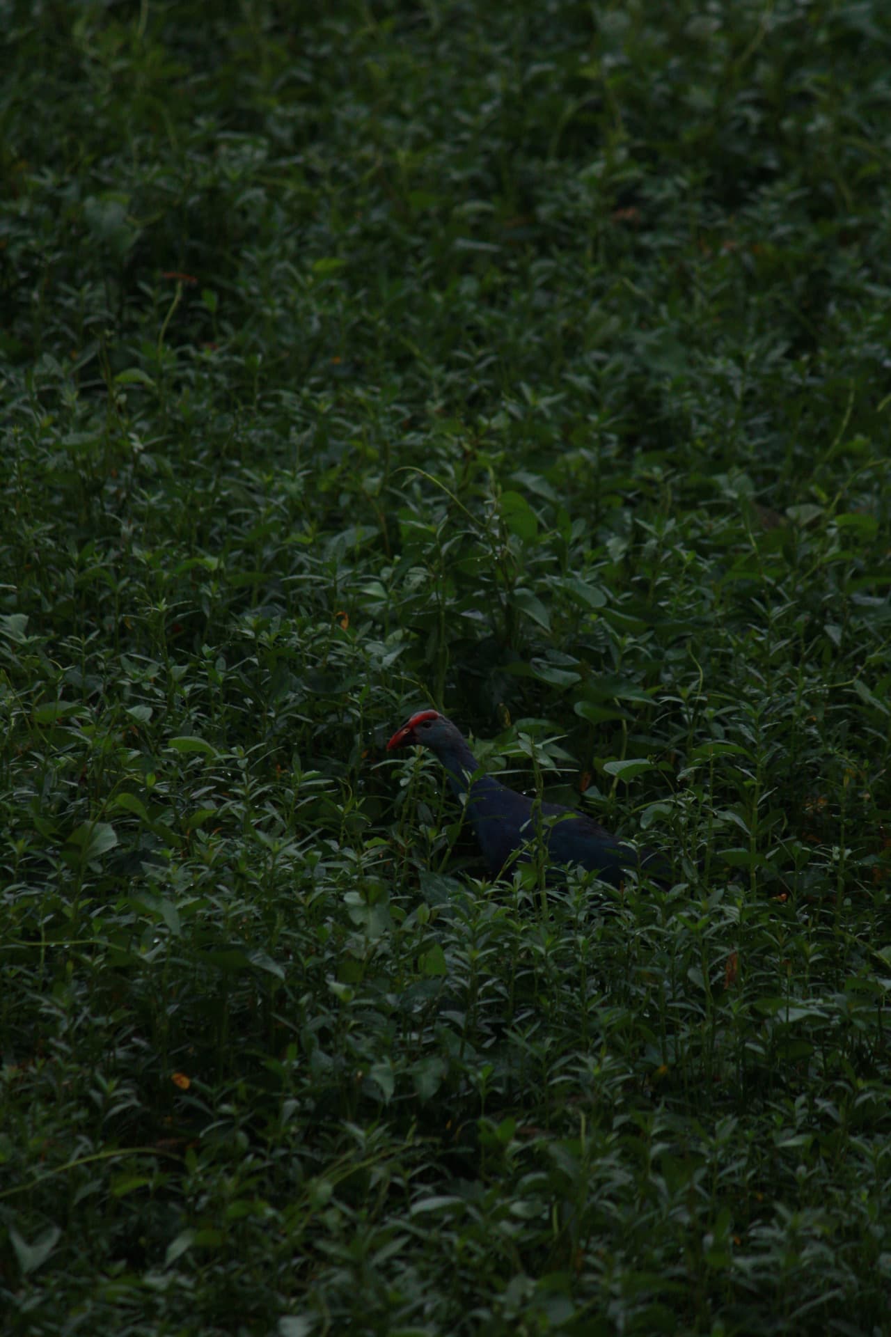 Project Madiwala Lake — IMG 3353