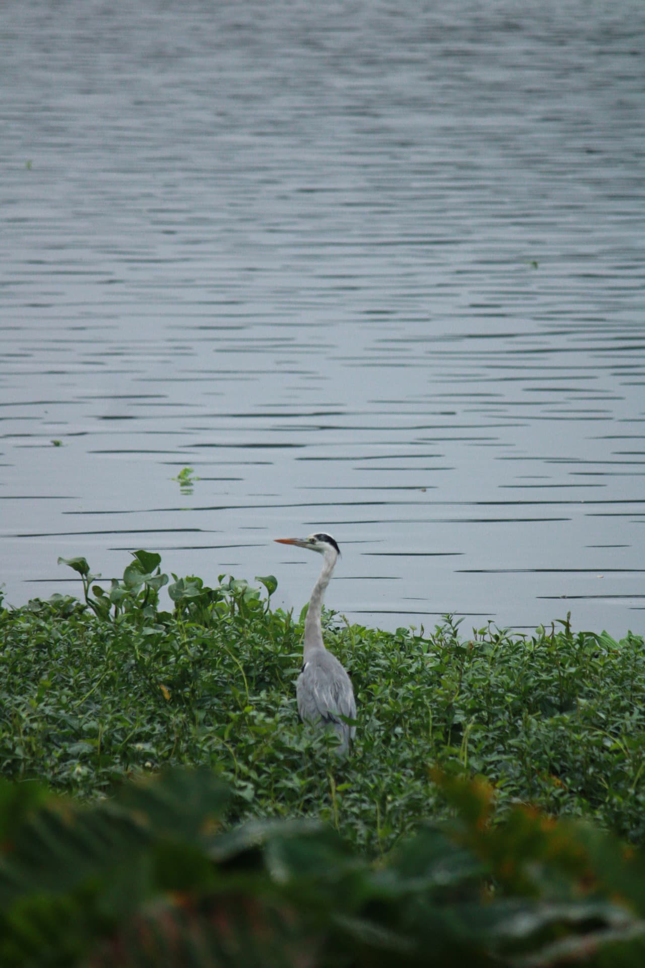 Project Madiwala Lake — IMG 3355