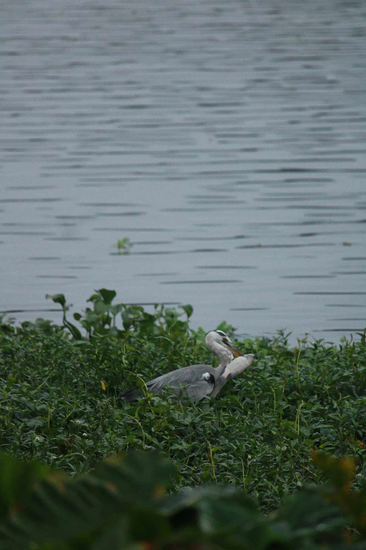 Project Madiwala Lake — IMG 3366