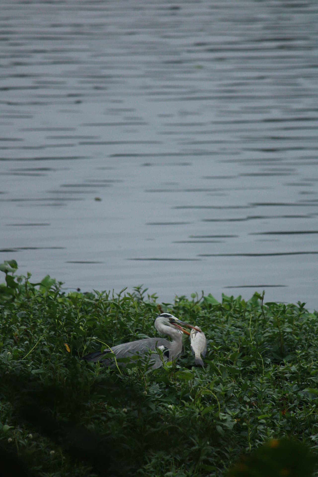Project Madiwala Lake — IMG 3368